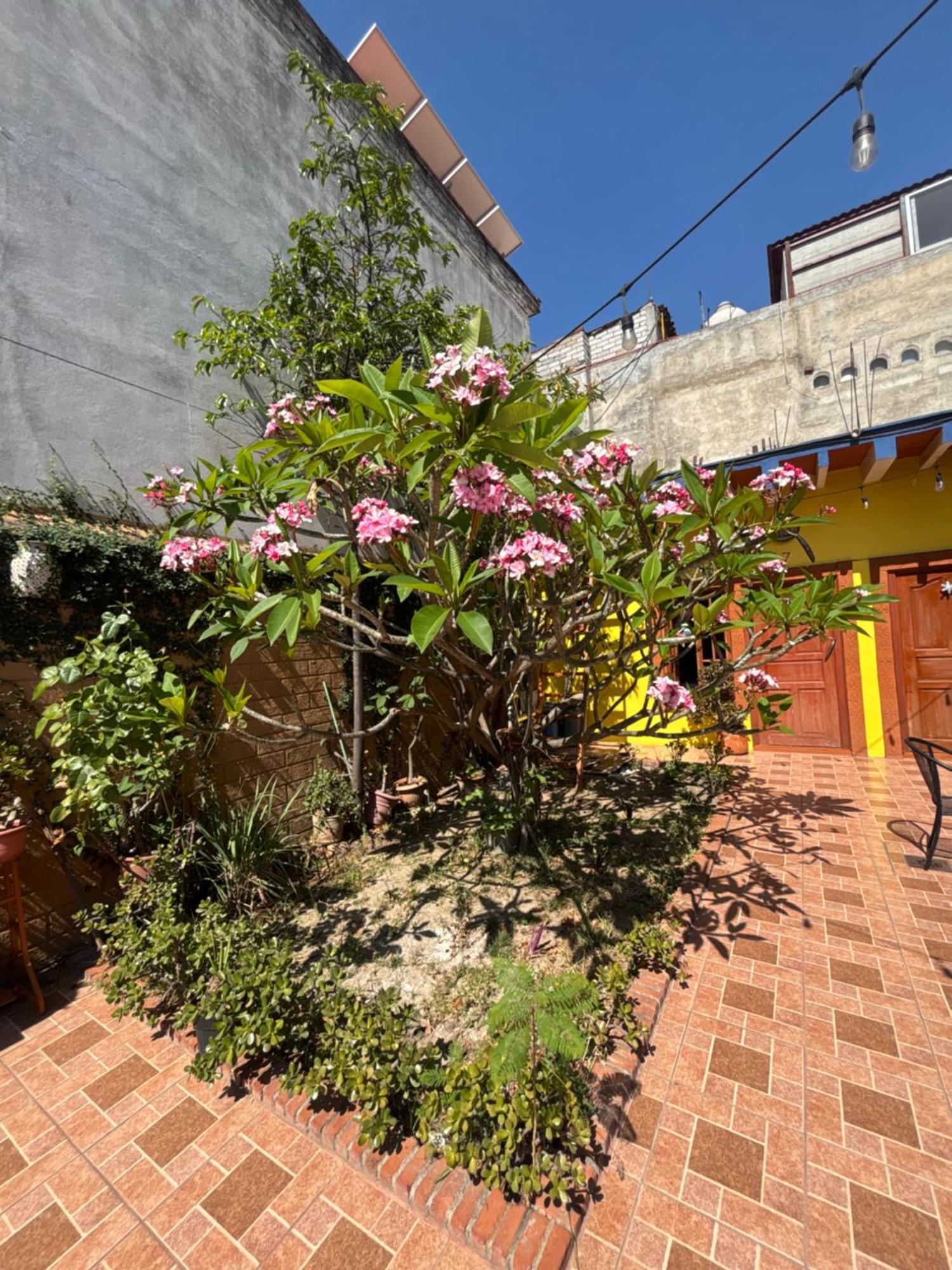 Hotel Posada Mi Rosita Oaxaca Exterior foto